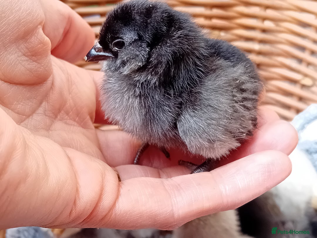 Chickens poultry for sale: Sweet Little Barbu d’Anvers Chicks Now Available - Image 10