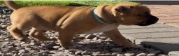 Staffordshire Bull Terrier dogs for stud: 🥨 Crufts Qualified Red SBT Stud 🥨 - Advert 12