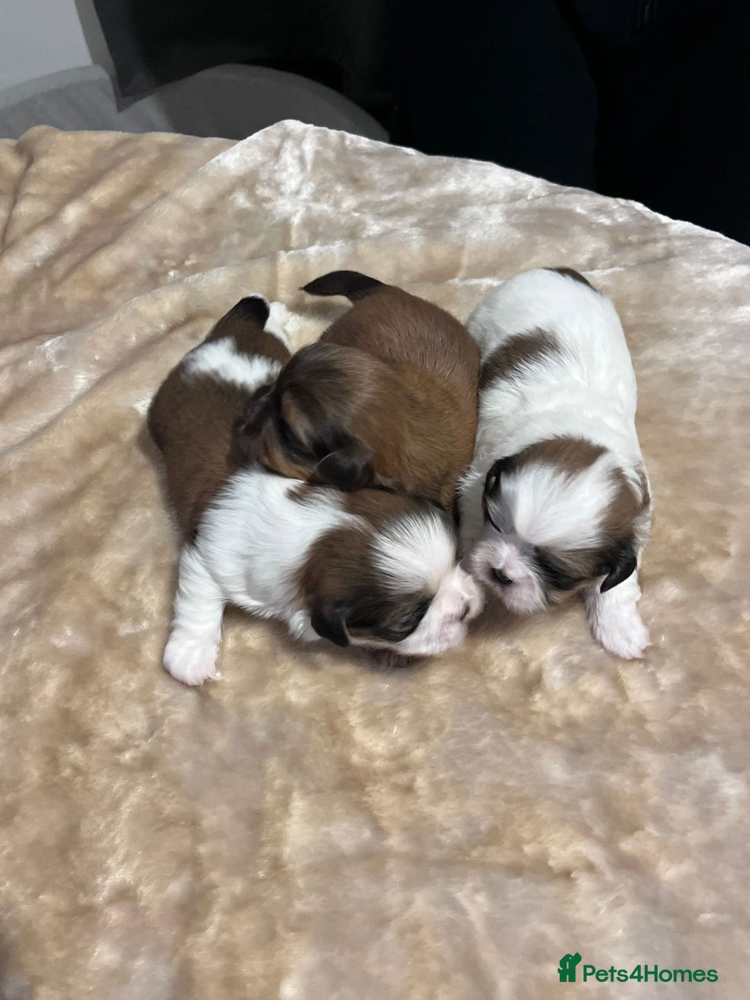 Shih Tzu dogs for sale: Shih tzu puppies  - Advert 8