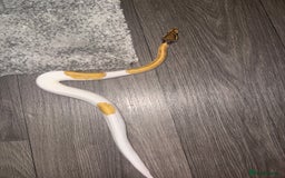 Python Snake reptiles for sale: Mojave fire pied ball python’s and full set up - Image 3