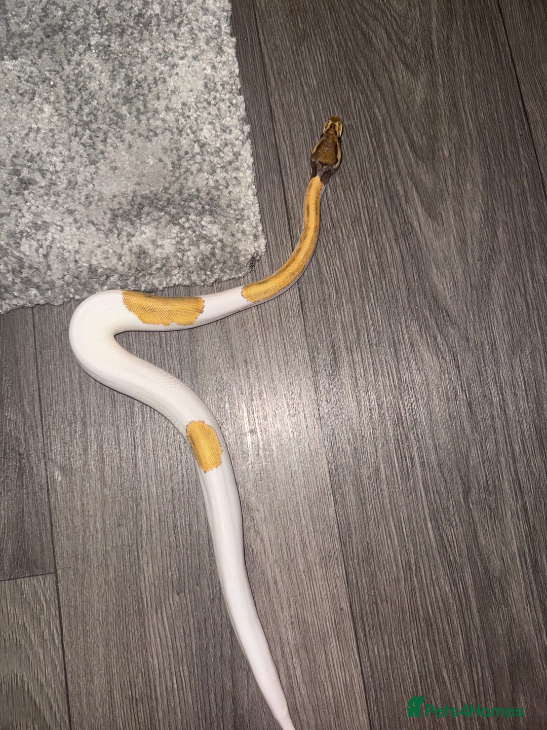 Python Snake reptiles for sale: Mojave fire pied ball python’s and full set up - Image 3