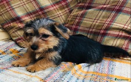 Norfolk Terrier dogs for sale: Stubleywood 3/4 Norfolk puppies - Image 4