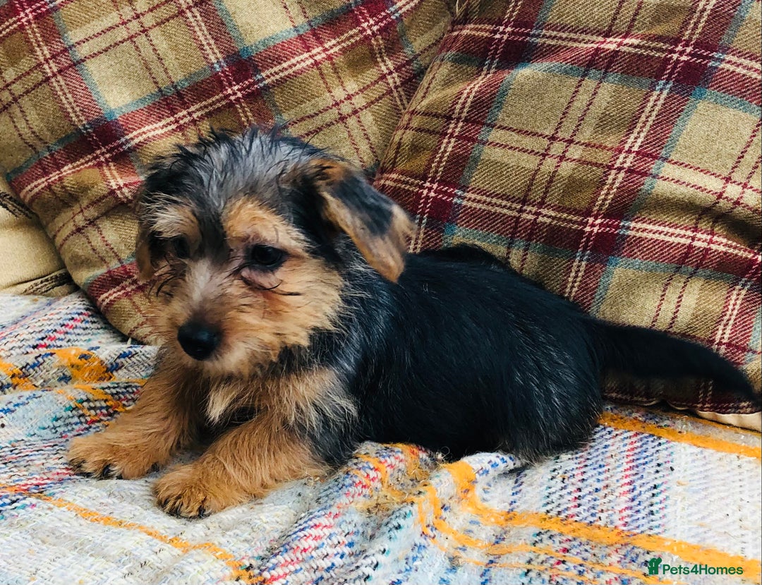 Norfolk Terrier dogs for sale: Stubleywood 3/4 Norfolk puppies - Image 4
