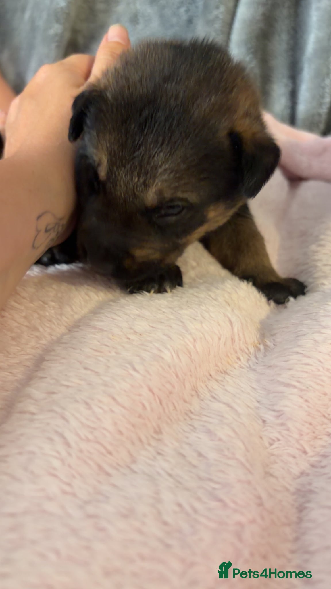 Mixed Breed dogs for sale: Belgian Mali x German shepherd  - Advert 5