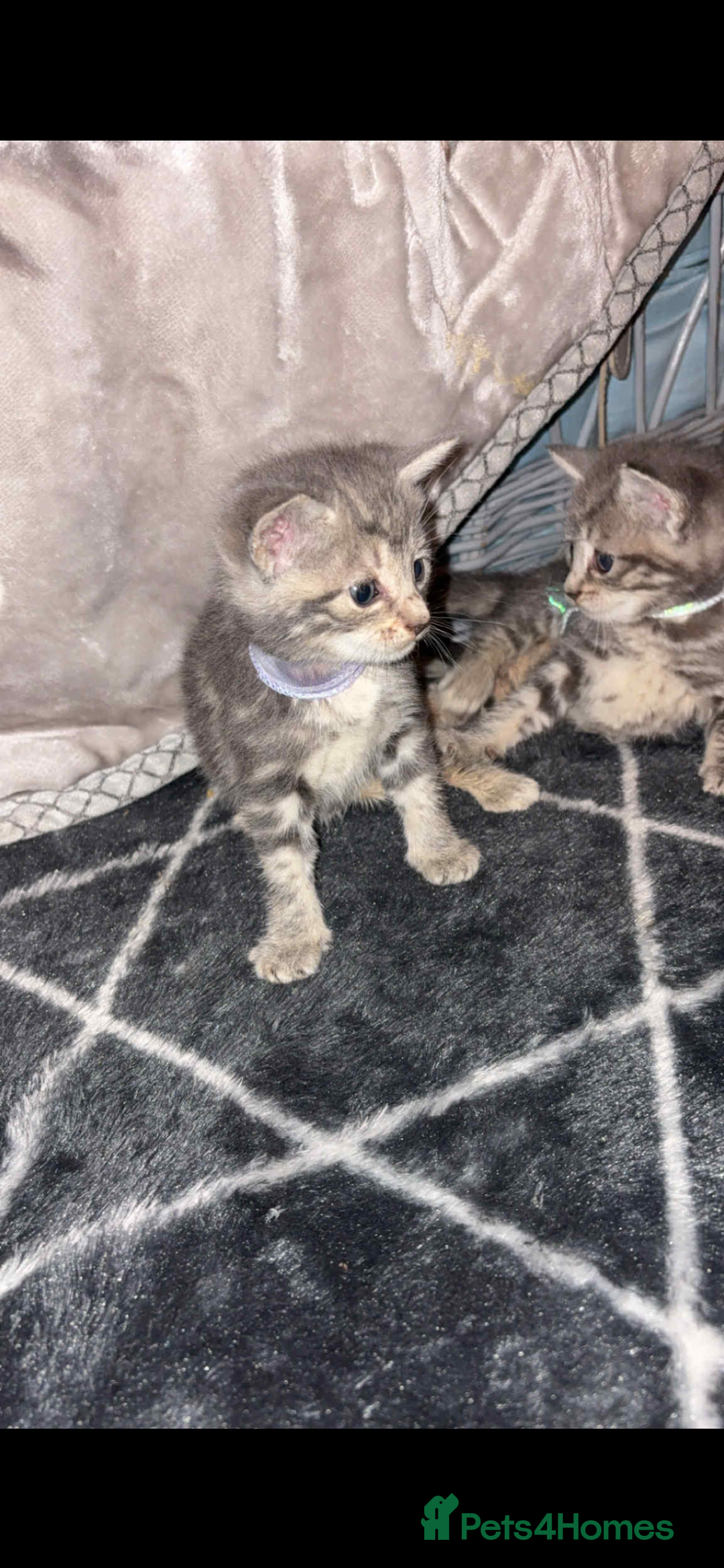 British Shorthair cats for sale: 2 grey tabby kittens  - Image 4