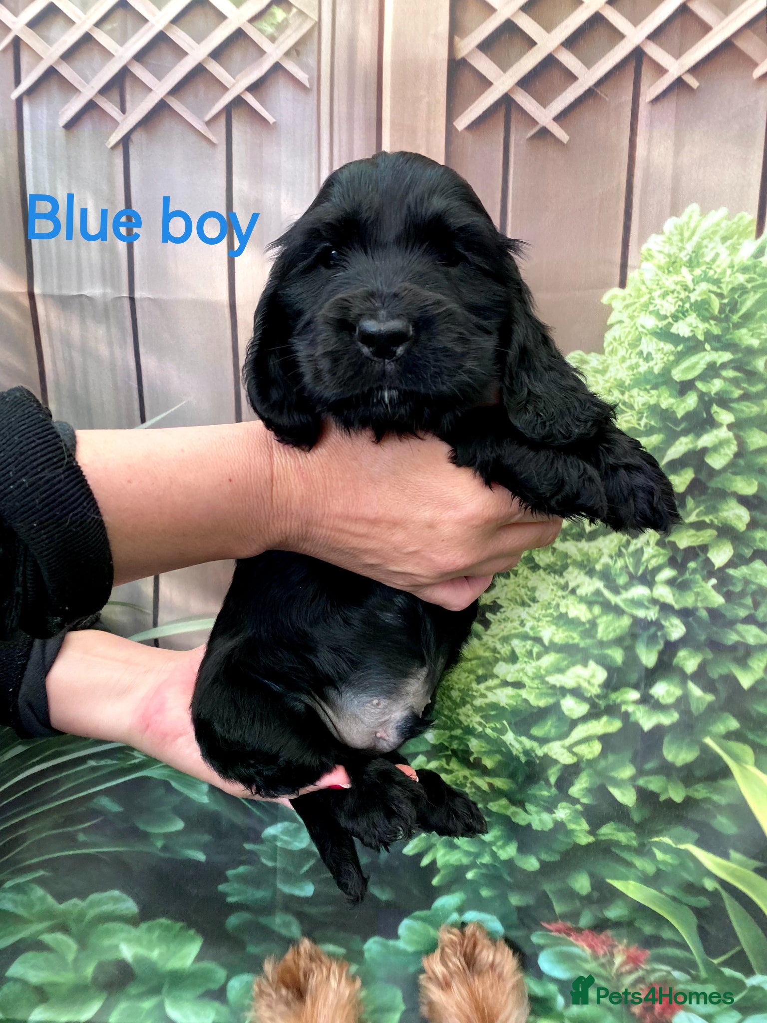 Cocker Spaniel dogs ☀️ DNA tested show type cocker spaniels puppies ☀️ - Advert 1