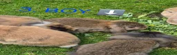 Mini Lop rabbits for sale: Adorable baby mini lop/ lion lop rabbits for sale - Advert 6