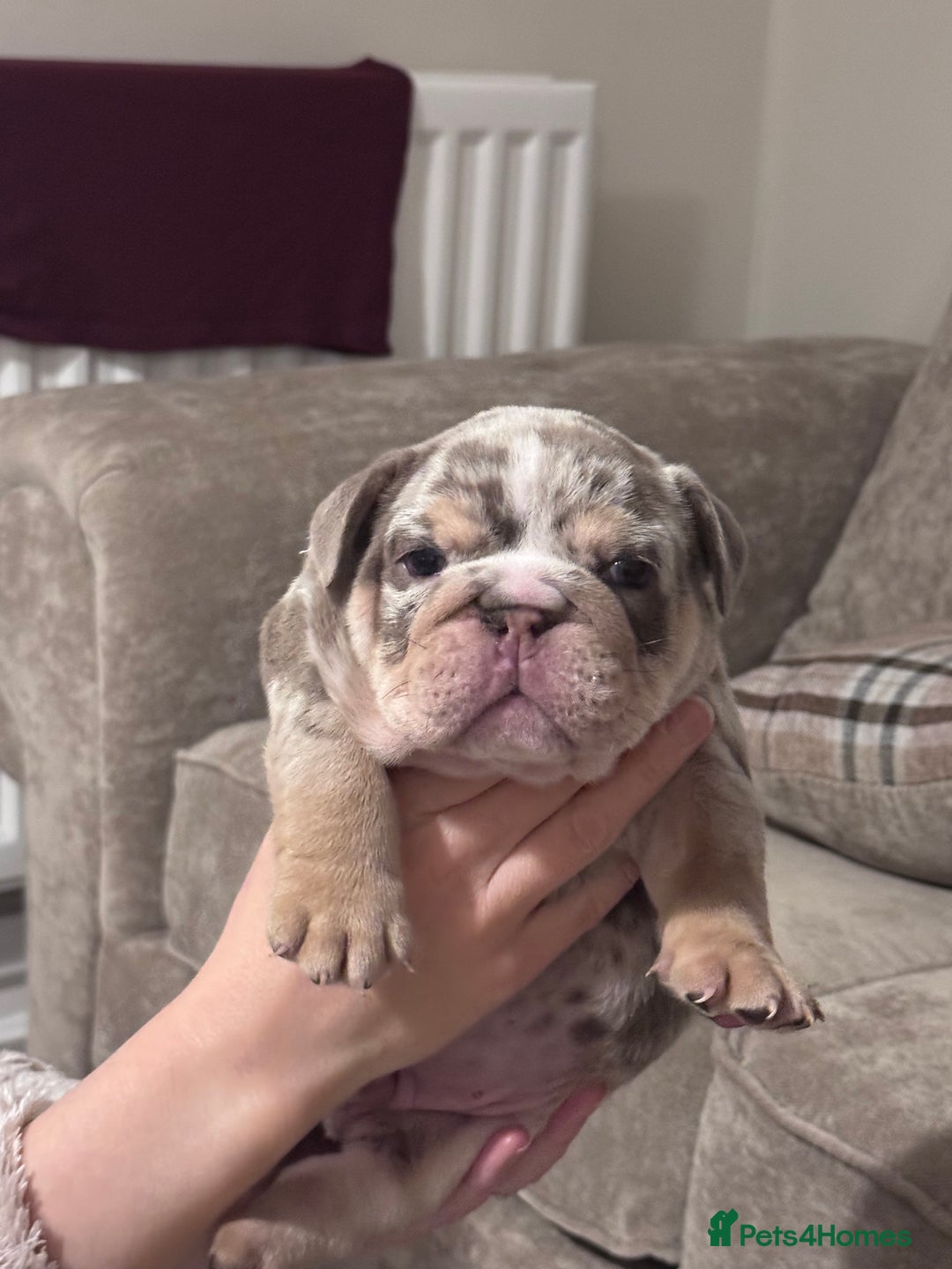 English Bulldog dogs for sale: English Bulldogs ready to leave 10/12/25  - Advert 24