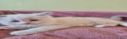 Ragdoll cats for sale: Ragdoll kittens GCCF regsitered - Advert 33