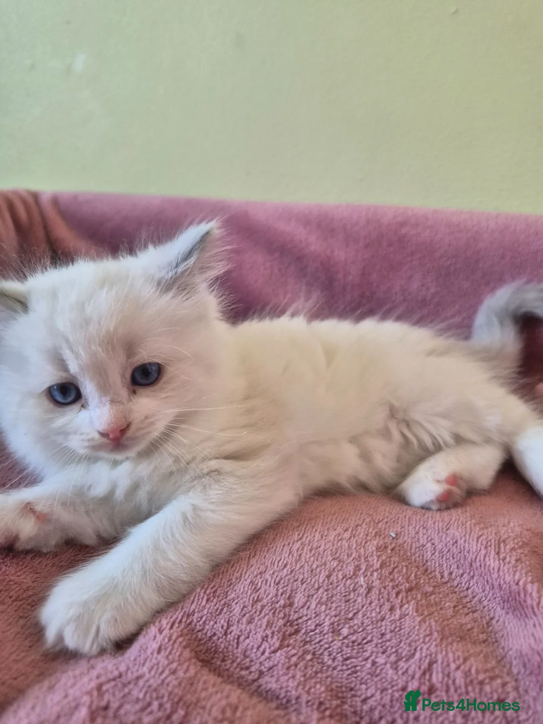 Ragdoll cats for sale: Ragdoll kittens GCCF regsitered - Advert 33