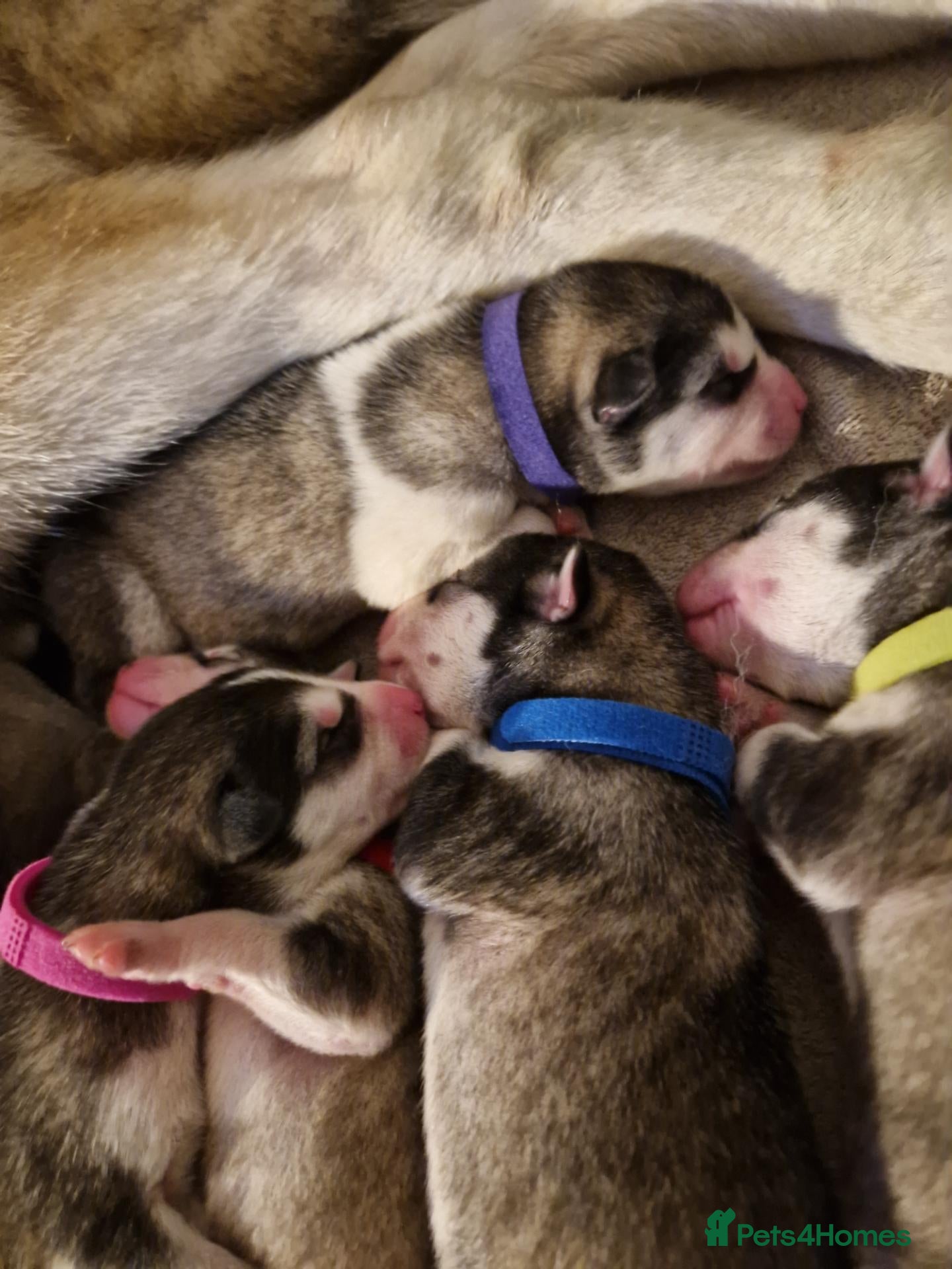 Alaskan Malamute dogs for sale: Purebred Alaskan Malamute litter  - Advert 6