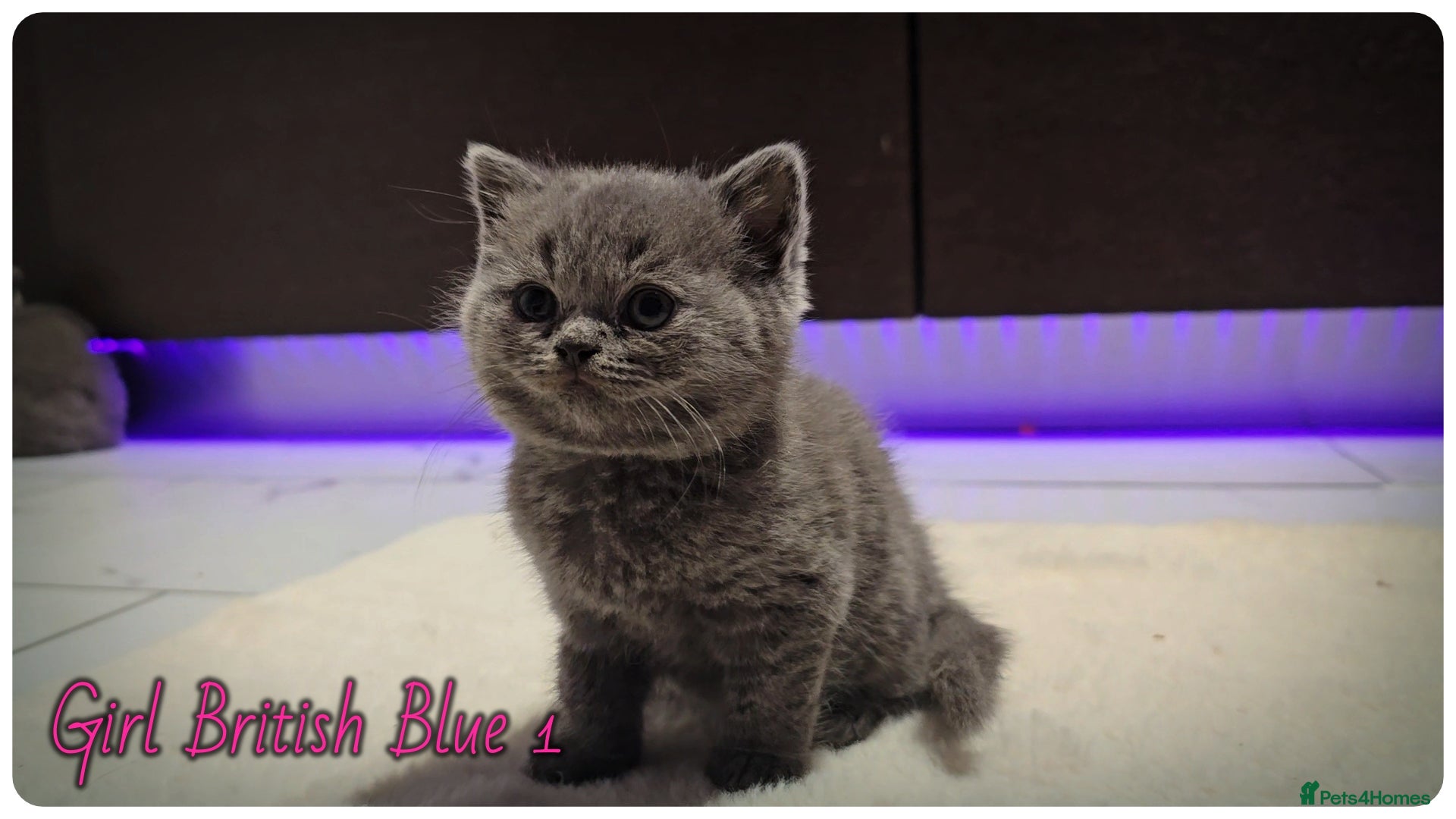 British Shorthair cats Pure British Blue Shorthair Kittens - Advert 1