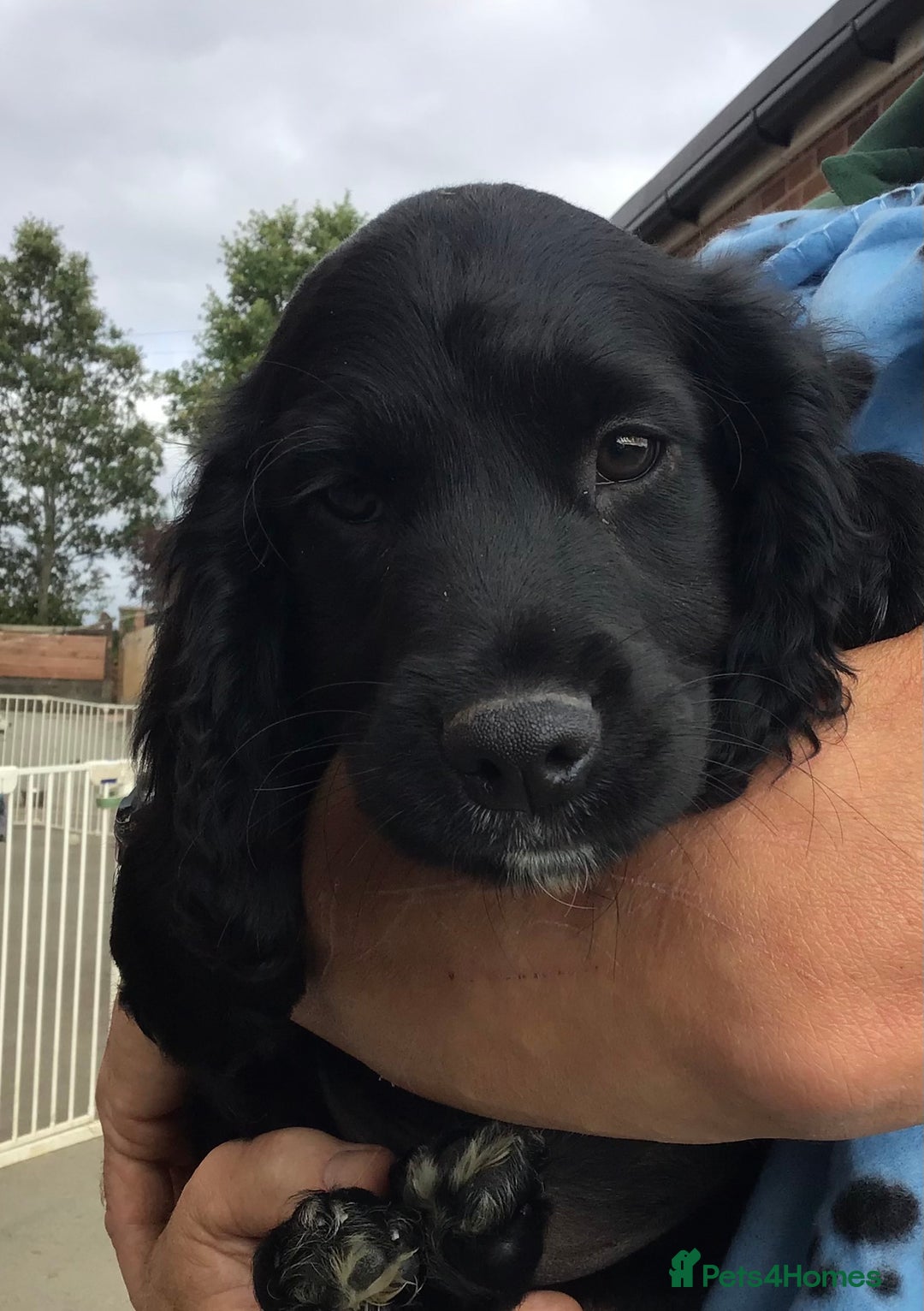 Cocker Spaniel dogs for sale: LAST PUPPY, READY 2 GO, 5* COCKER SPANIELS - Image 17