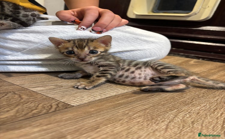 Bengal cats - Advert 1