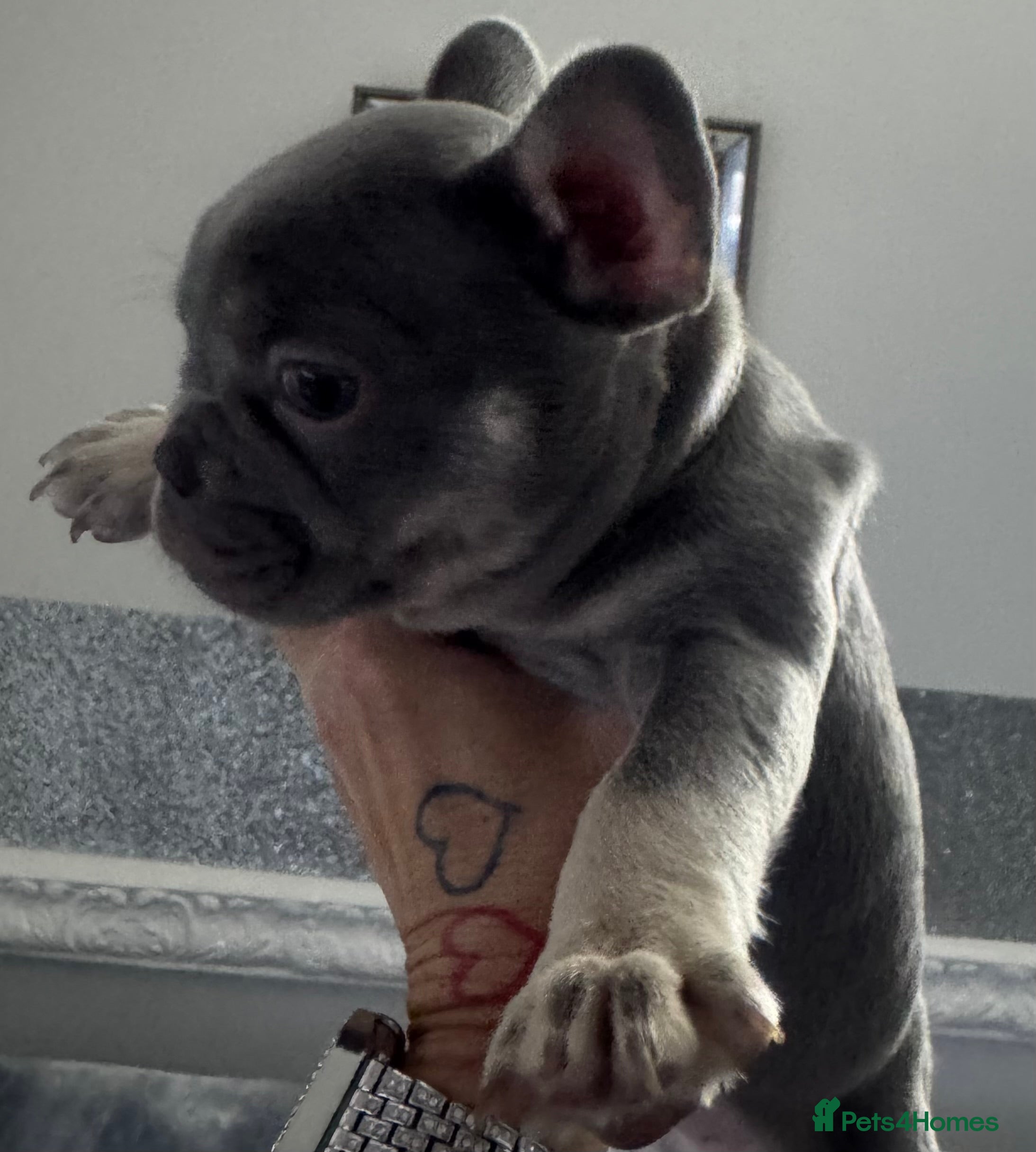 French Bulldog dogs ONE GIRL LEFT Out standing french bulldogs  - Advert 3