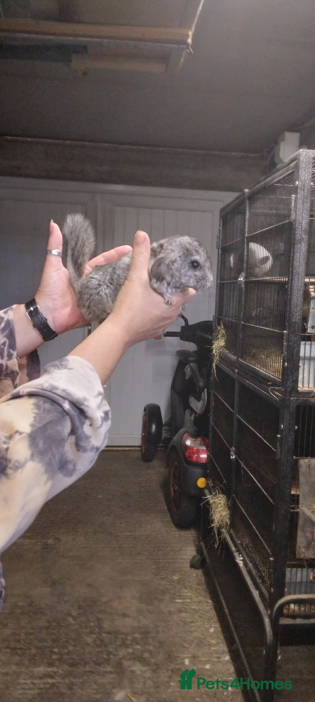 Chinchilla rodents for sale: Baby Male grey Chinchilla for Sale - Image 2
