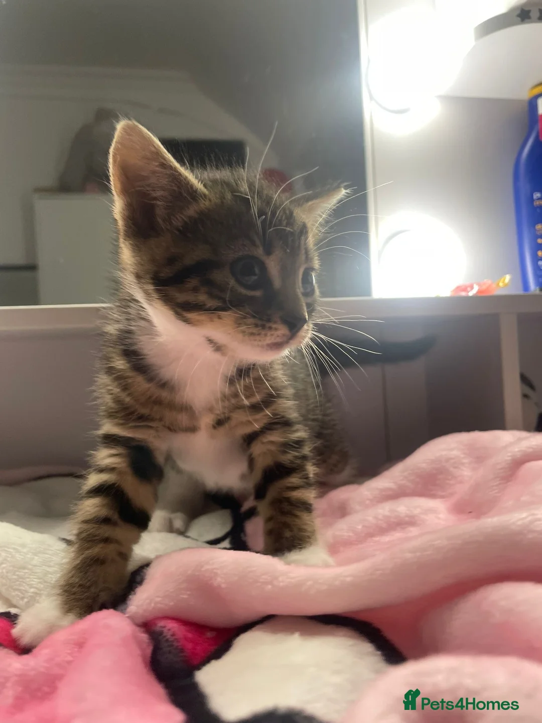 Domestic Shorthair cats for sale: Kittens  - Advert 3