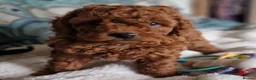Cavapoochon dogs for sale: Gorgeous litter cavapoochon puppies  - Advert 8