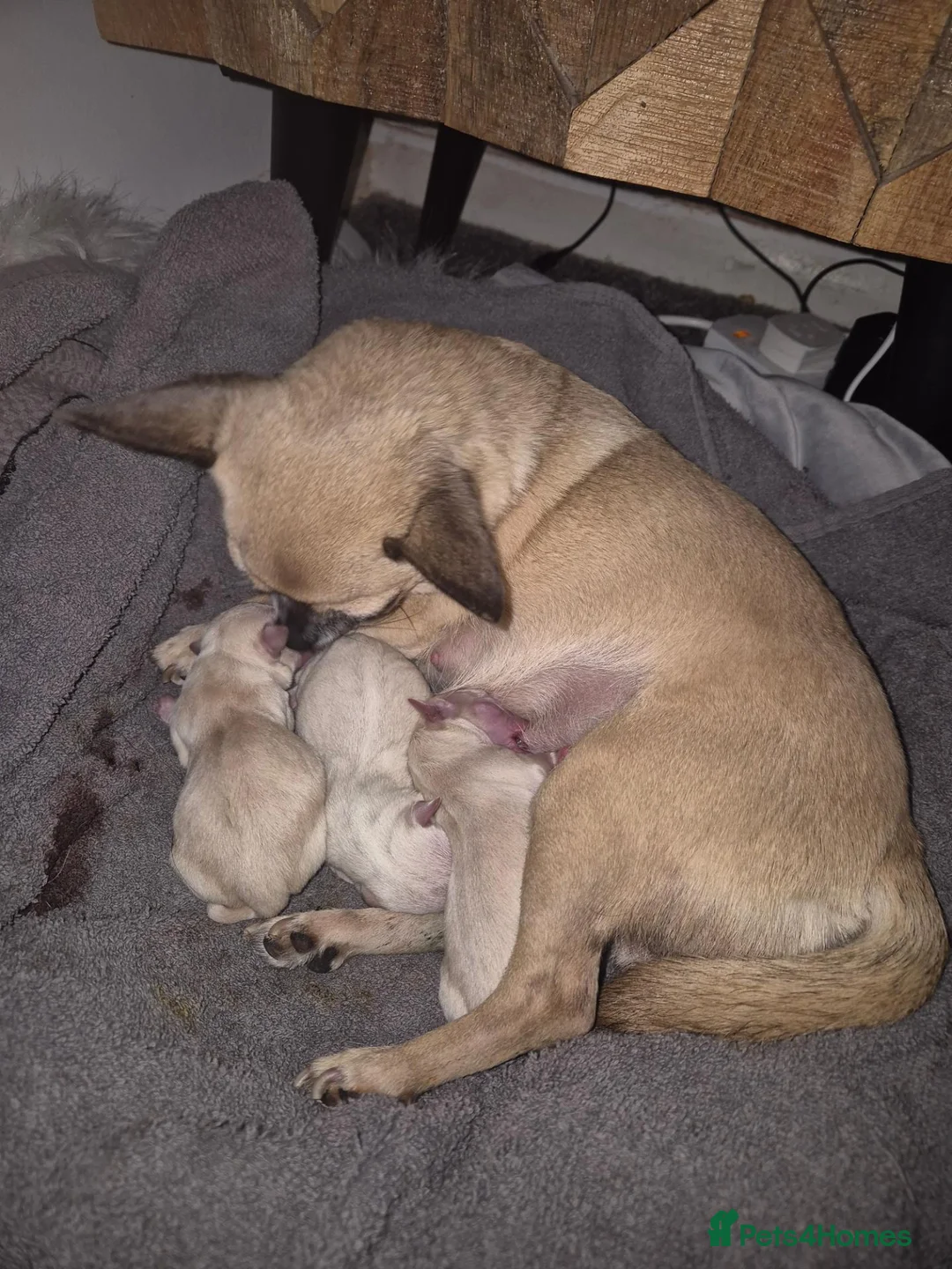 Chihuahua dogs for sale: Chihuahua Pups For Sale in Egham - Advert 2