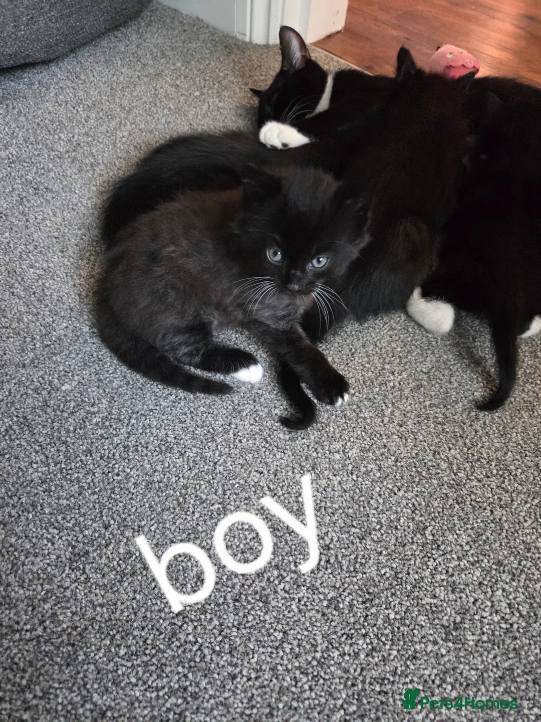 British Shorthair cats for sale: 3 beautiful kittens for sale - Advert 2