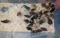Chickens poultry for sale: chicks, quail chicks and pairs - Image 3