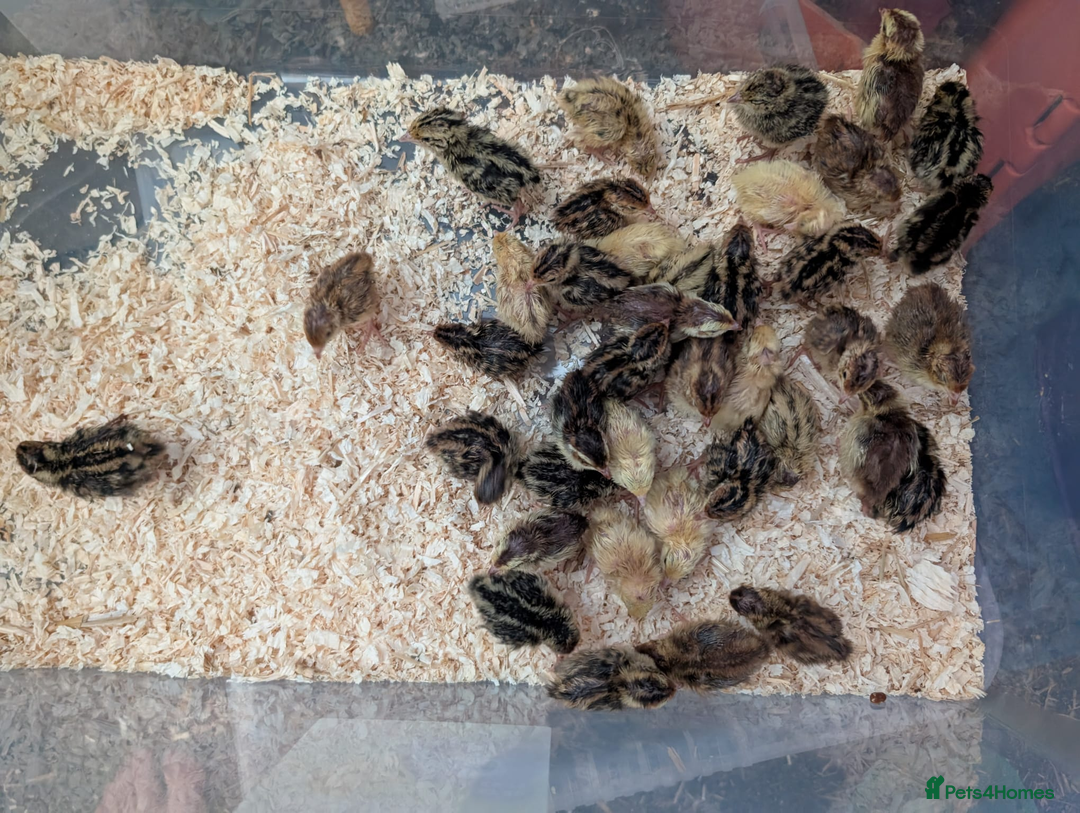 Chickens poultry for sale: chicks, quail chicks and pairs - Image 3