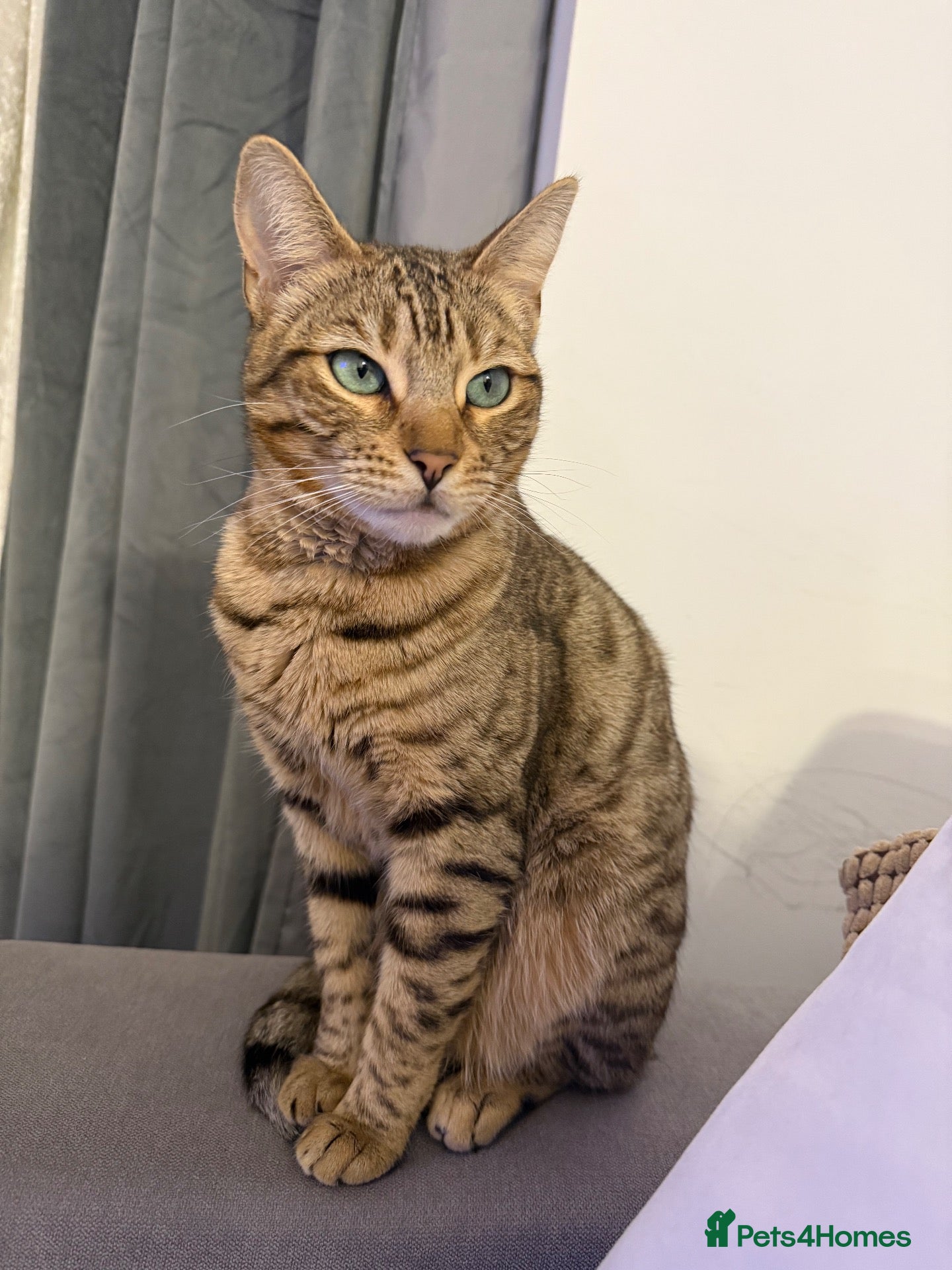 Mixed Breed cats 🐾 Beautiful 3-Year-Old Bengal Cat ❤️ - Advert 8