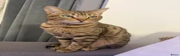 Mixed Breed cats for sale: 🐾 Beautiful 3-Year-Old Bengal Cat ❤️ - Advert 1