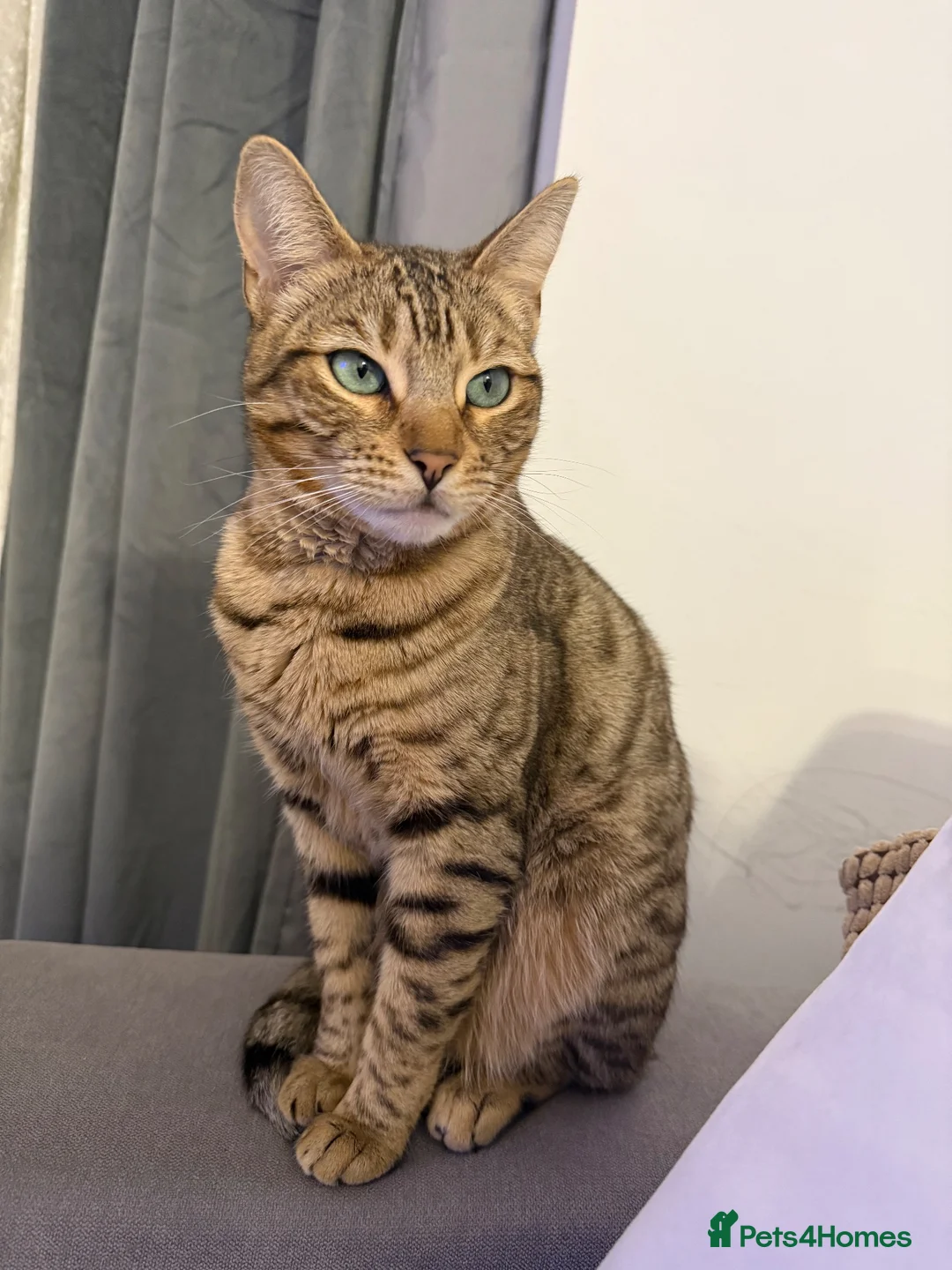 Mixed Breed cats for sale: 🐾 Beautiful 3-Year-Old Bengal Cat ❤️ - Advert 1