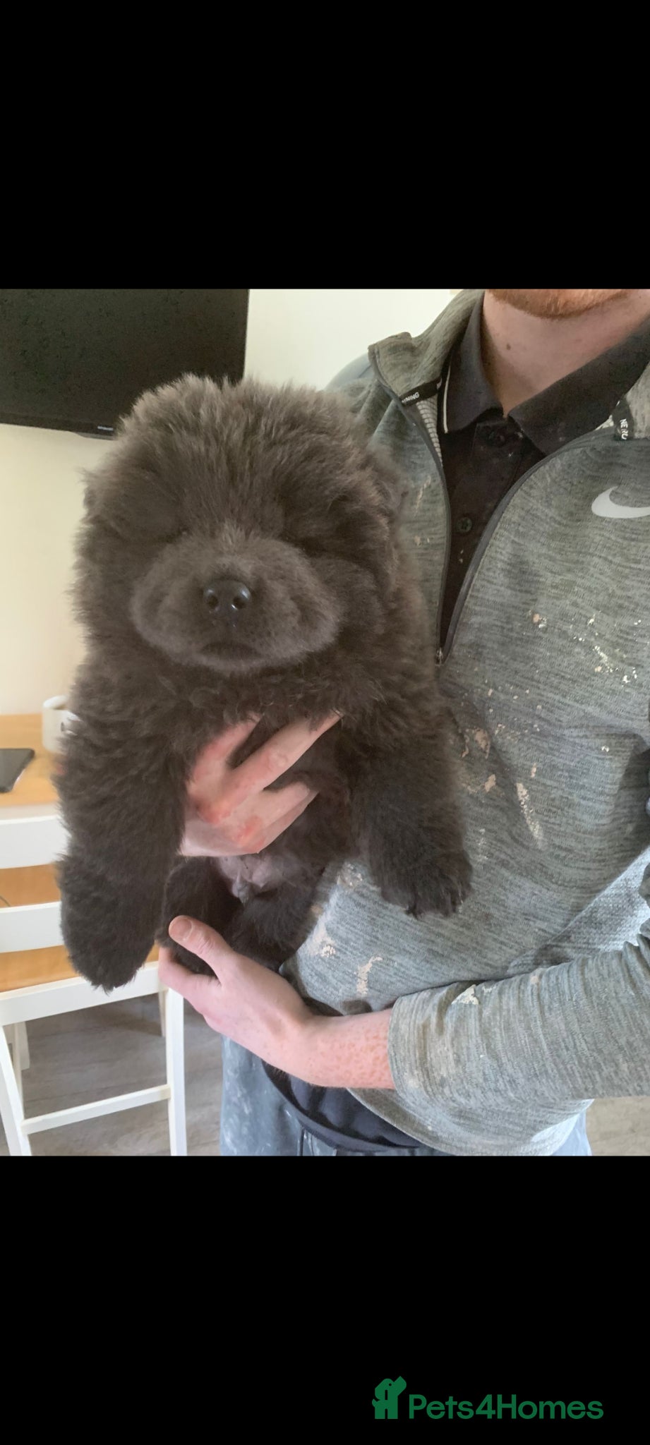 Chow Chow dogs Blue and fawn and red pups - Advert 11