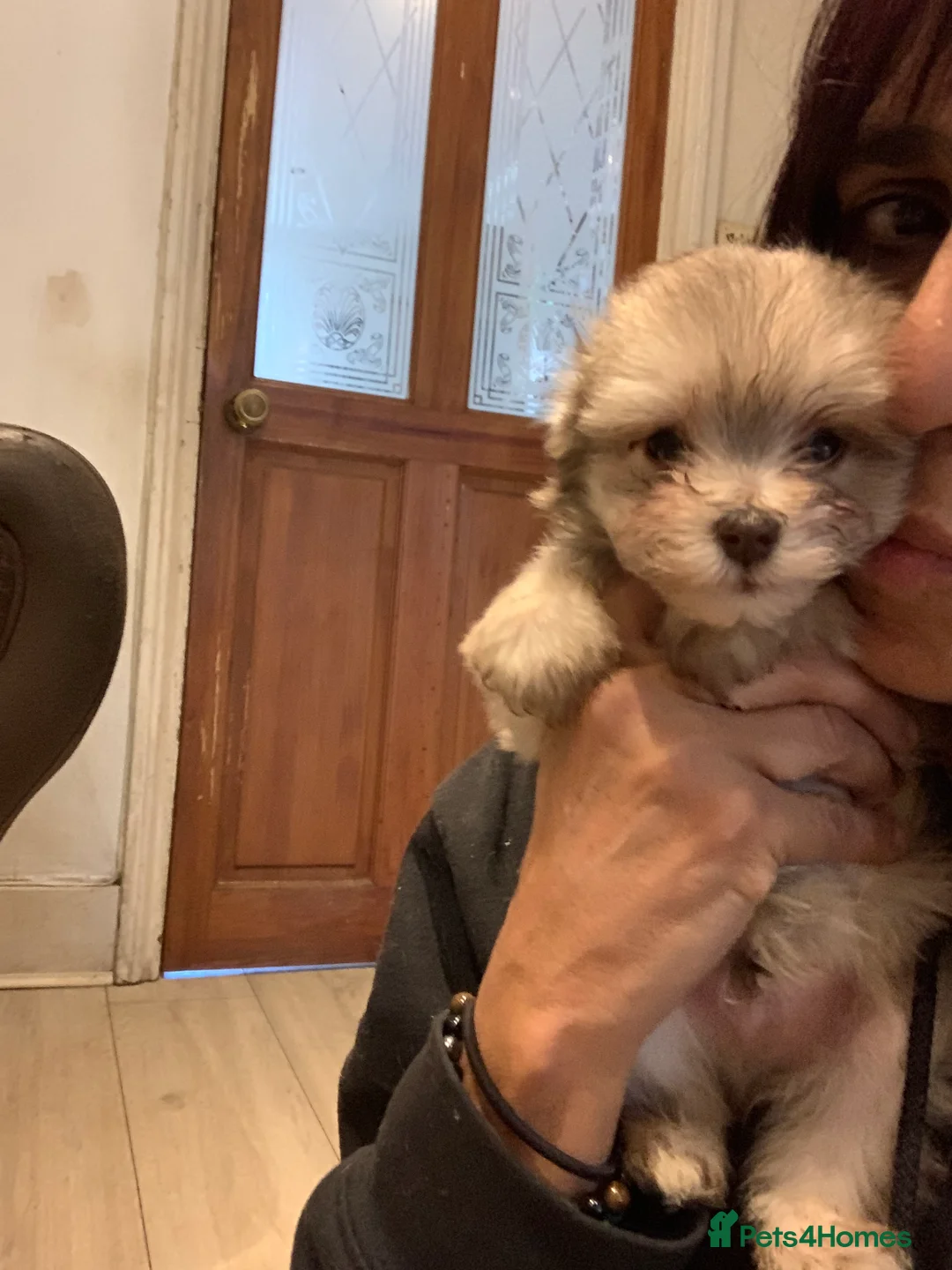 Miniature Schnauzer dogs for sale: Stunning Rare Parti-colour Miniature Schnauzer’s - Advert 4