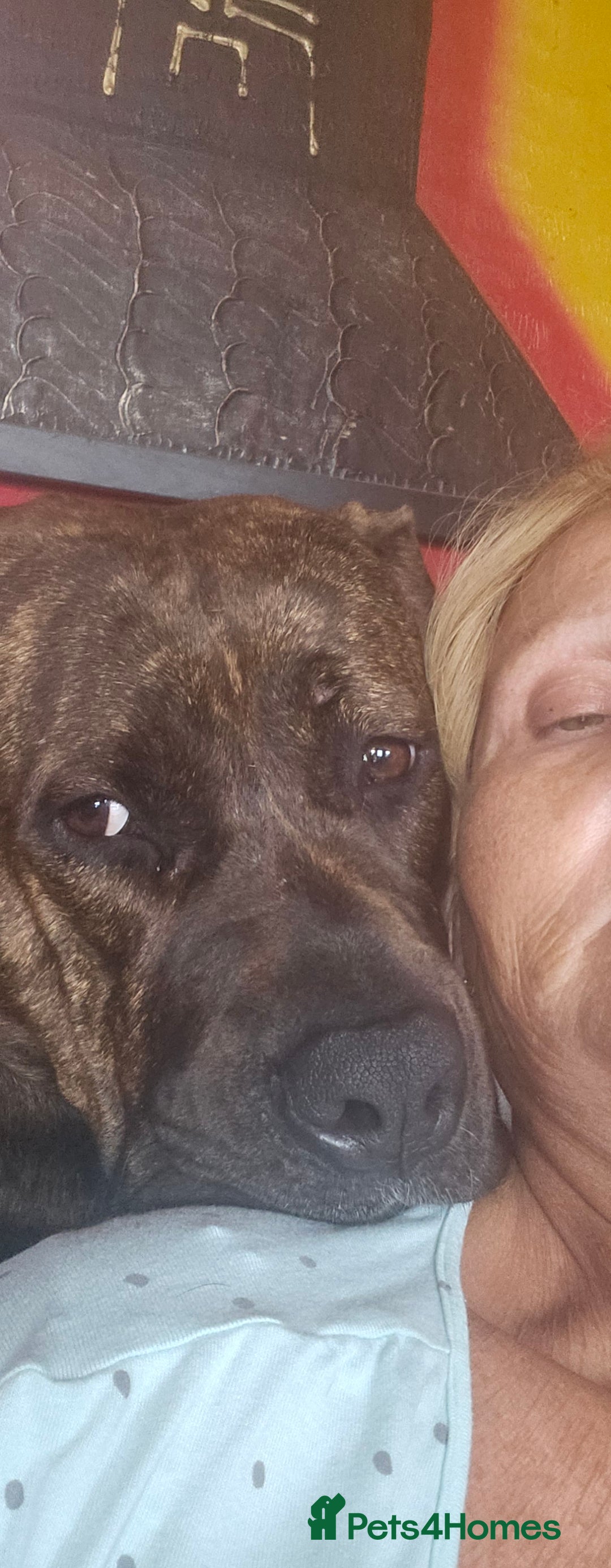 Dogue De Bordeaux dogs for sale: Dog de borduex cross rottweiler  - Image 1