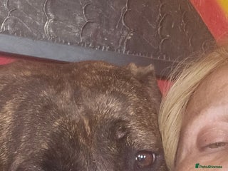 Dogue De Bordeaux dogs for sale - Advert 1