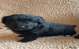 Mixed Breed dogs for sale: Corgipoo 🐾🐶 - Advert 10