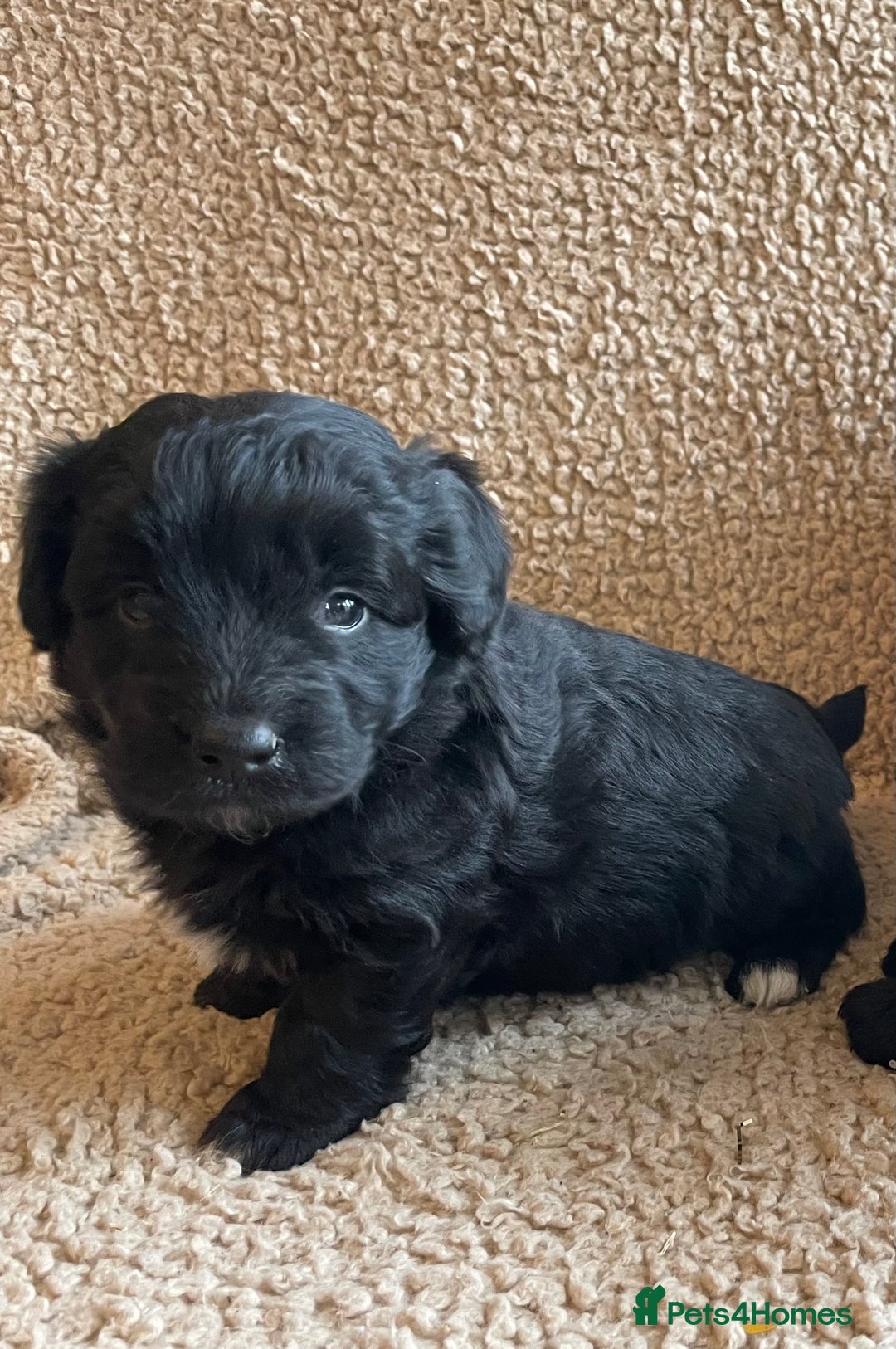 Mixed Breed dogs for sale: Corgipoo 🐾🐶 - Advert 10