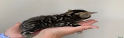 Bengal cats for sale: Unique Bloodline Bengals Tica Reg - Advert 25