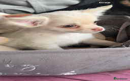 Chihuahua dogs for sale: Double chocolate platinum baby’s READY TO LEAVE  - Image 29