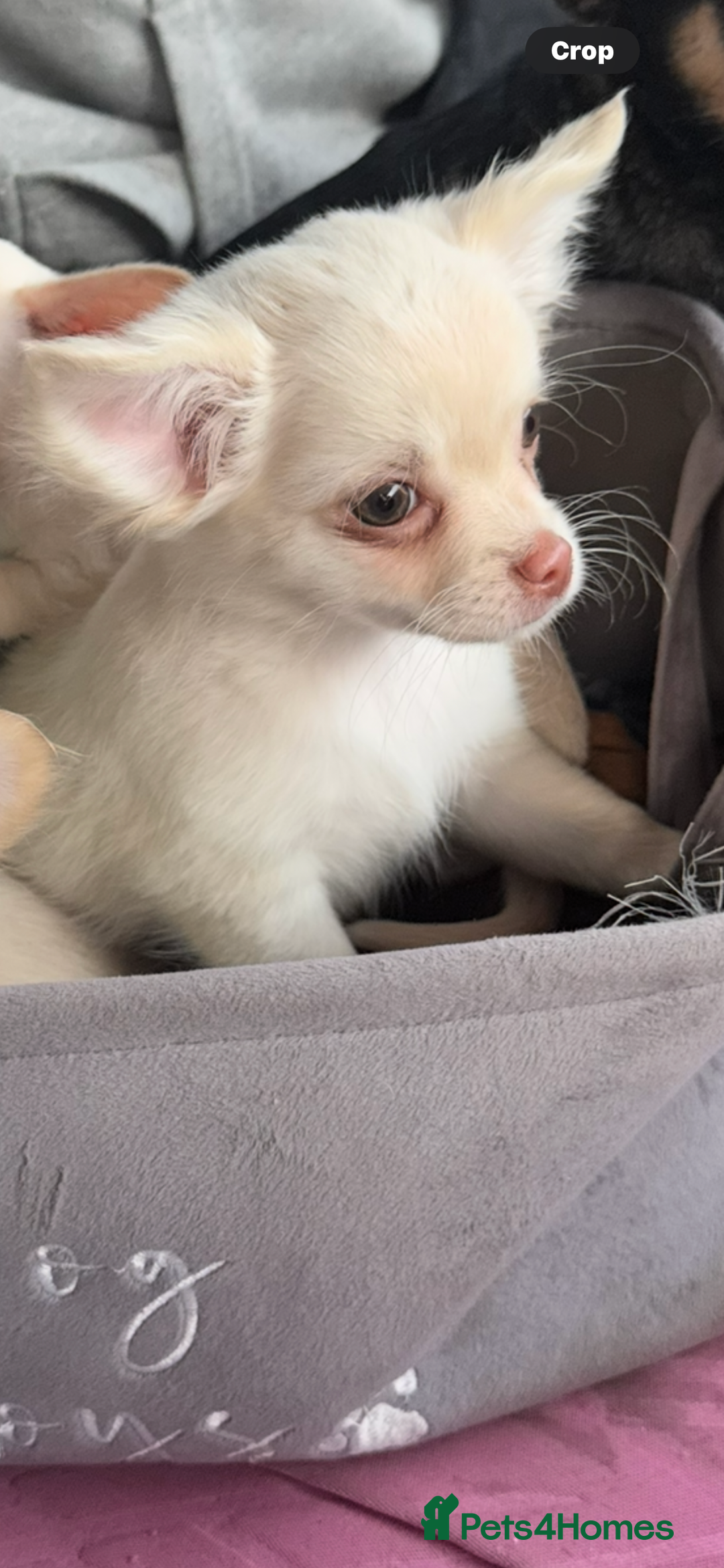 Chihuahua dogs for sale: Double chocolate platinum baby’s READY TO LEAVE  - Image 29
