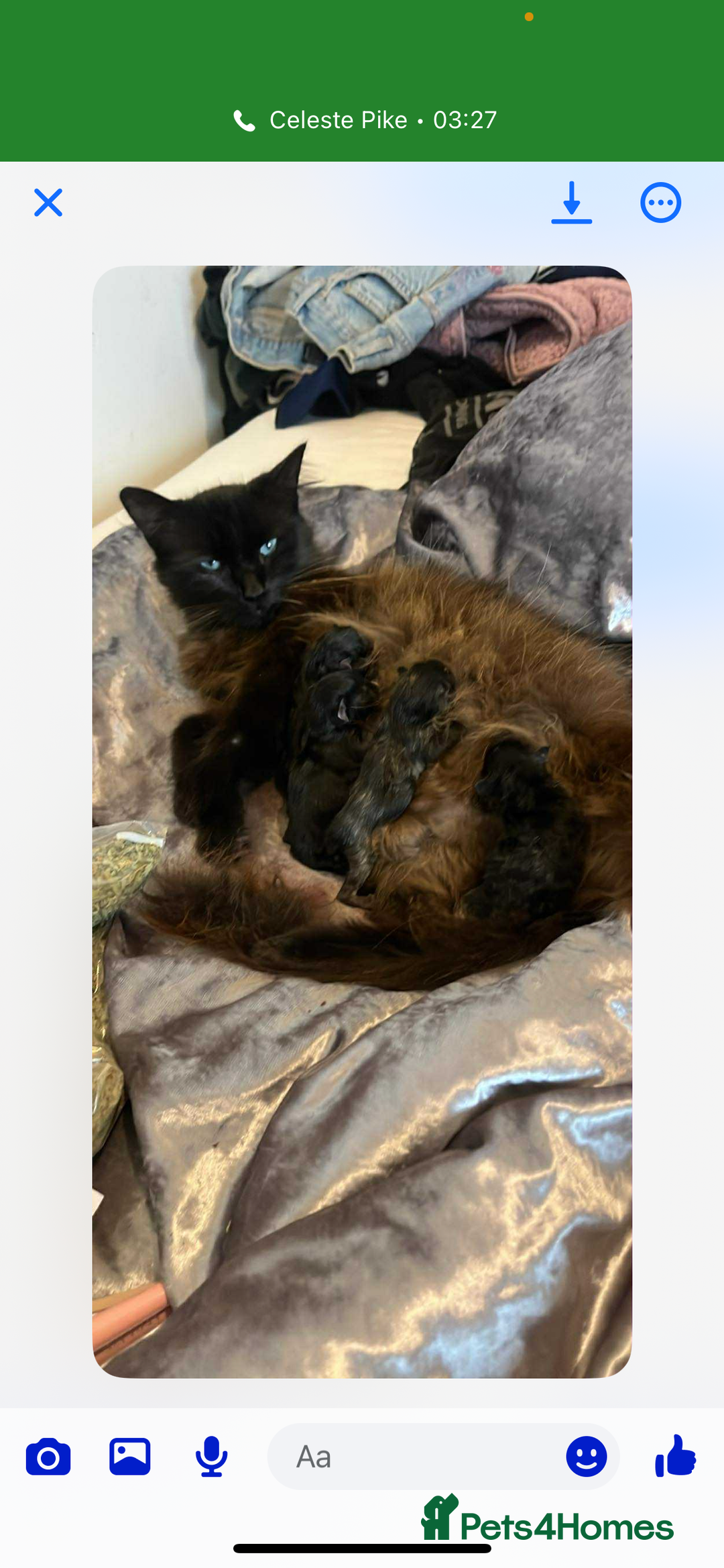 Ragdoll cats for sale: Beautiful kittens  - Image 1