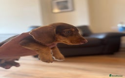 Dachshund dogs for sale: Stunning wired hair mini daxis  - Image 11