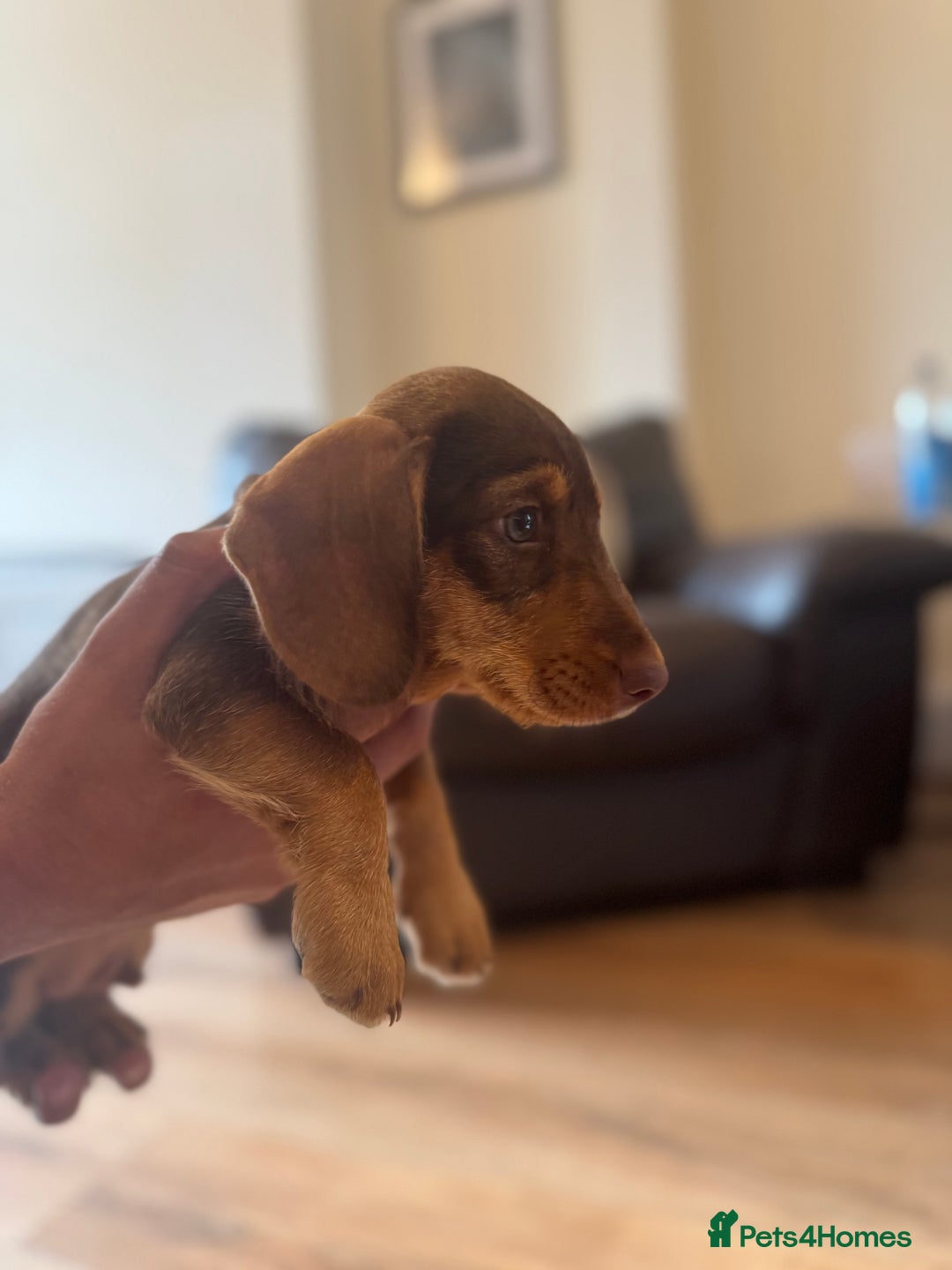 Dachshund dogs for sale: Stunning wired hair mini daxis  - Image 11