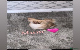 Chihuahua dogs for sale: Chihuahua puppies  - Image 10