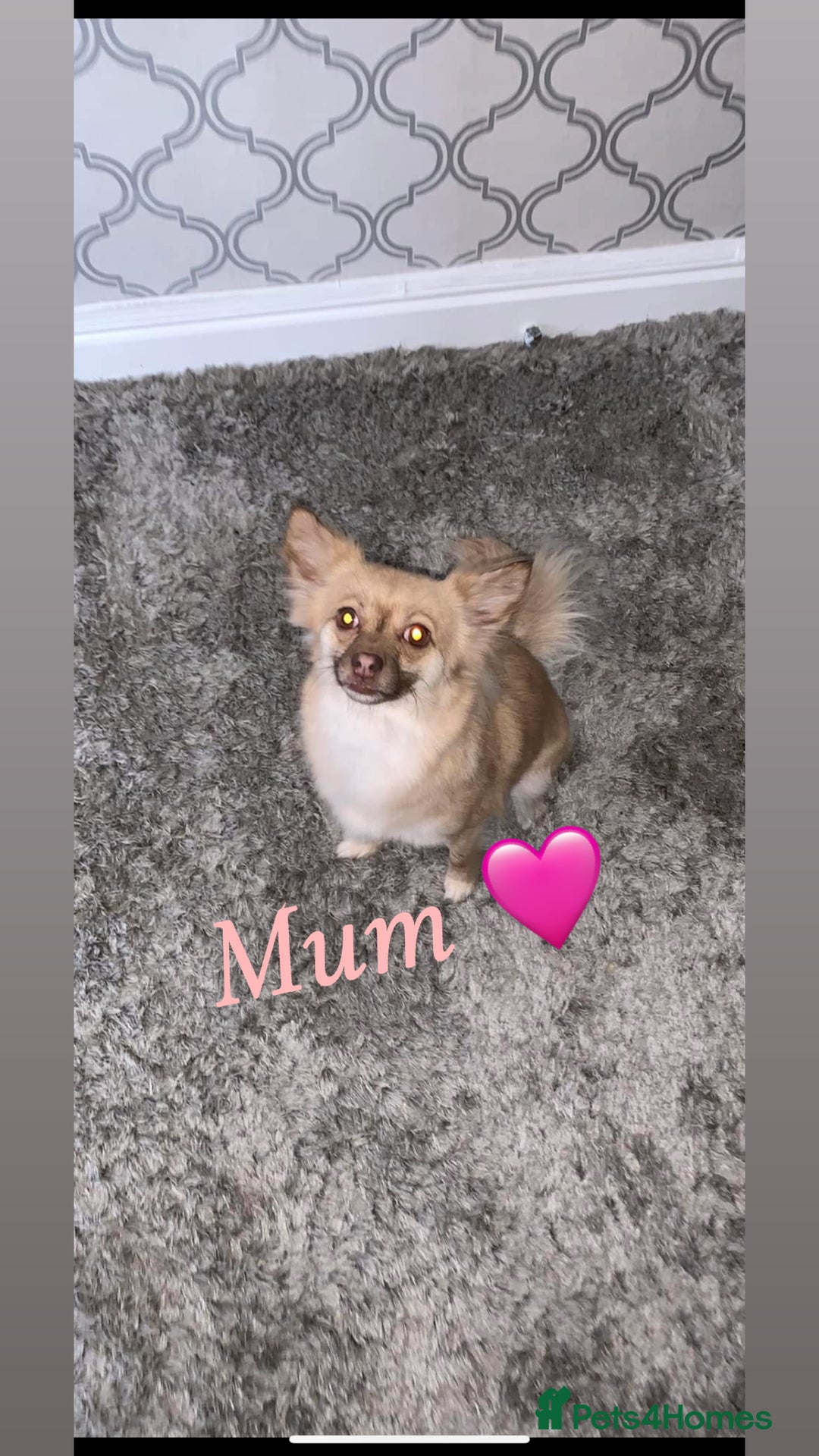 Chihuahua dogs for sale: Chihuahua puppies  - Image 10