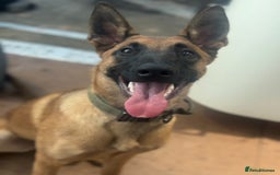 Belgian Shepherd Dog dogs for sale: KC Reg Female Belgium Shepherd Malinois 10 months - Image 1