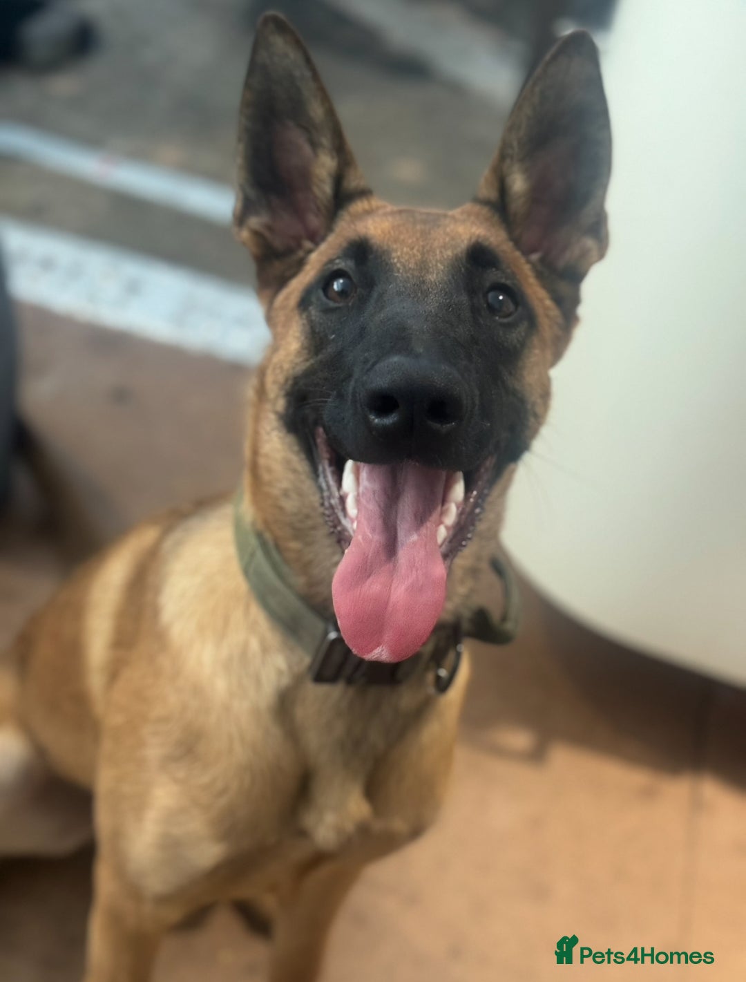 Belgian Shepherd Dog dogs for sale: KC Reg Female Belgium Shepherd Malinois 10 months - Image 1