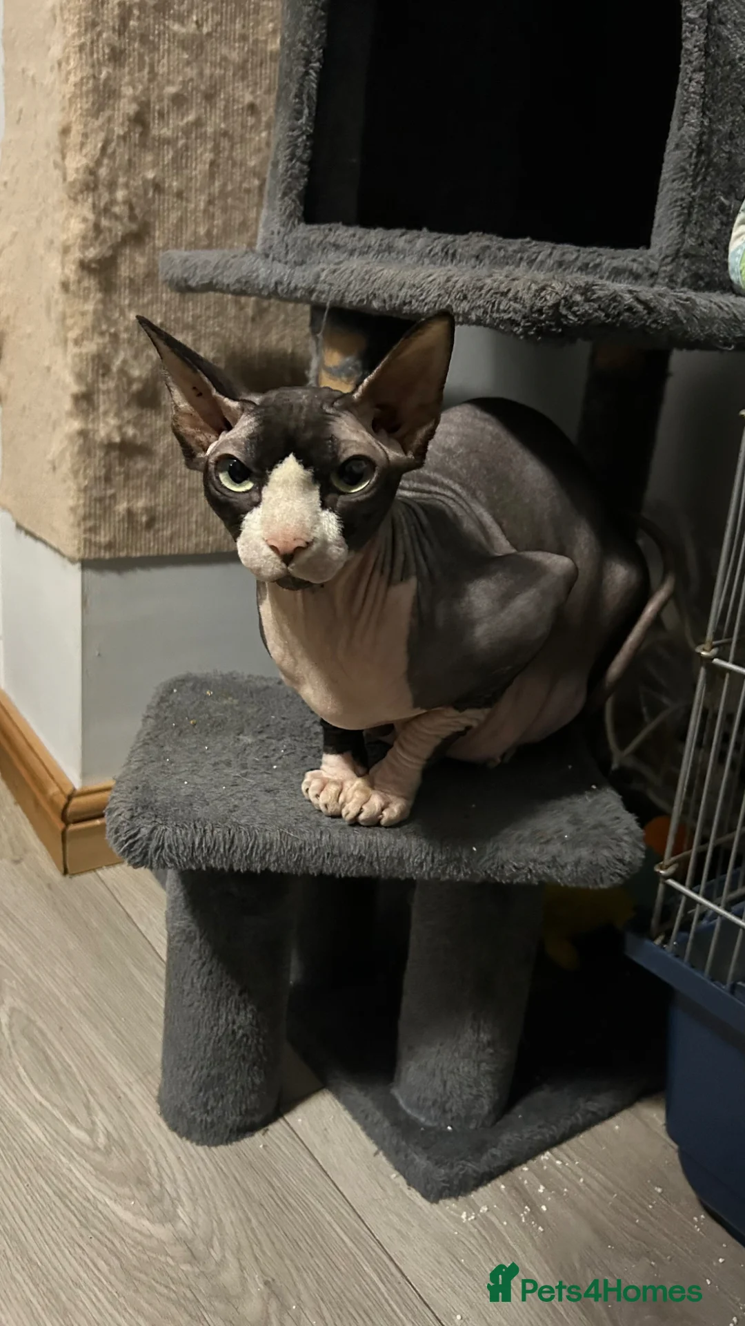 Sphynx cats for sale: Sphynx kittens looking for a lovely home. - Advert 1