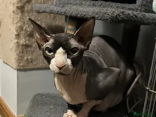 Sphynx cats Sphynx kittens looking for a lovely home. - Advert 1