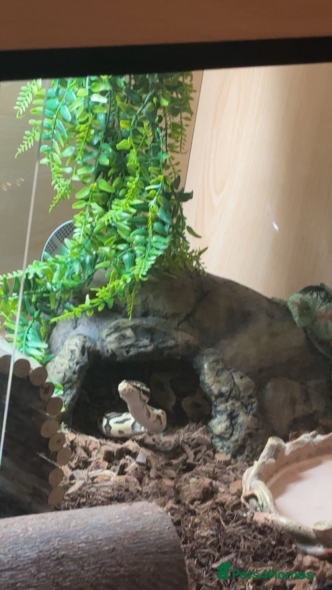 Python Snake reptiles for sale: Royal ball python + cage included  - Advert 2