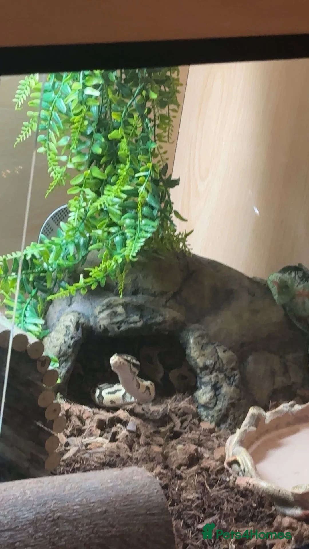 Python Snake reptiles for sale: Royal ball python + cage included  - Advert 2