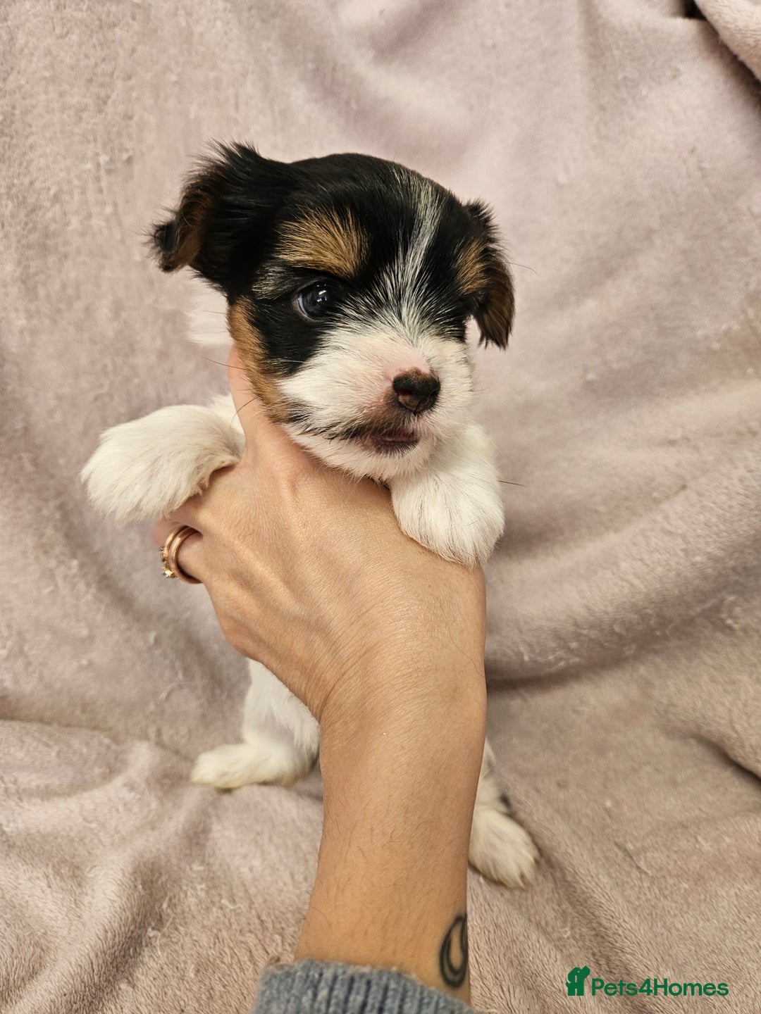 Yorkshire Terrier dogs for sale: ❤️ DNA Tested parents ❤️ Yorkie puppies  - Advert 21